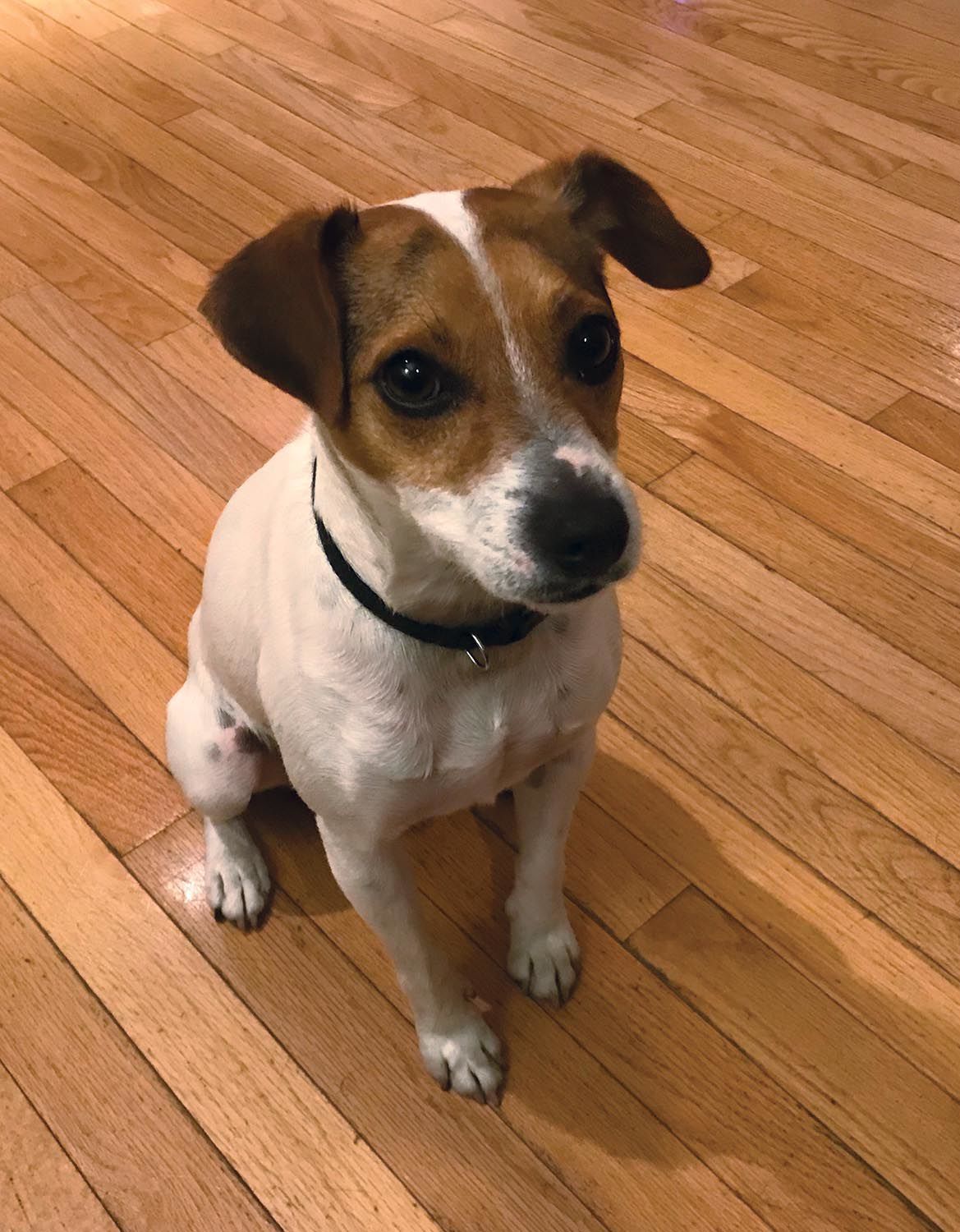 Pic of the Litter: Rocket